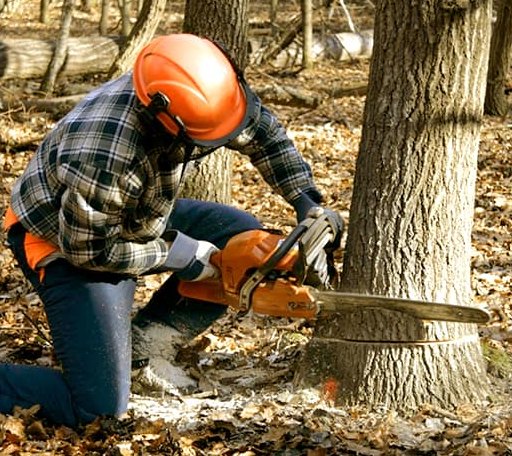Tree Removal in Exline, IA